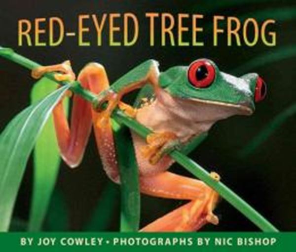 Picture of THE RED-EYED TREE FROG